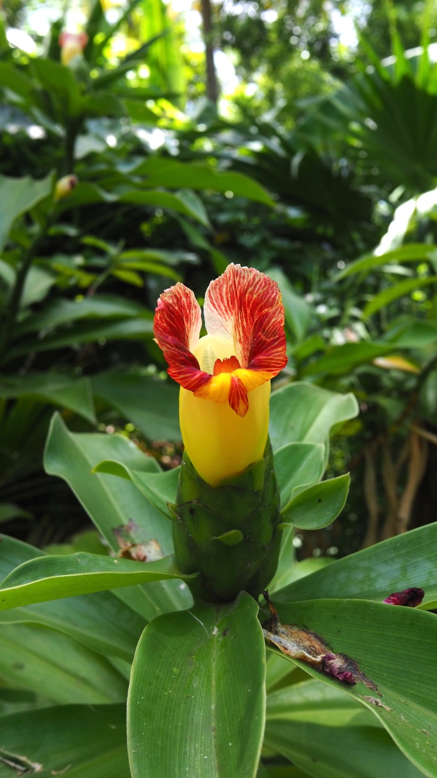 Flor tropical en los jardines