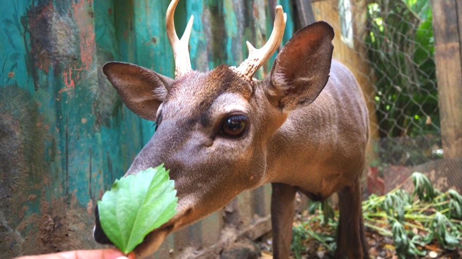 Venado observado durante un encuentro con fauna